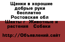 Щенки в хорошие добрые руки , бесплатно. - Ростовская обл., Шахты г. Животные и растения » Собаки   